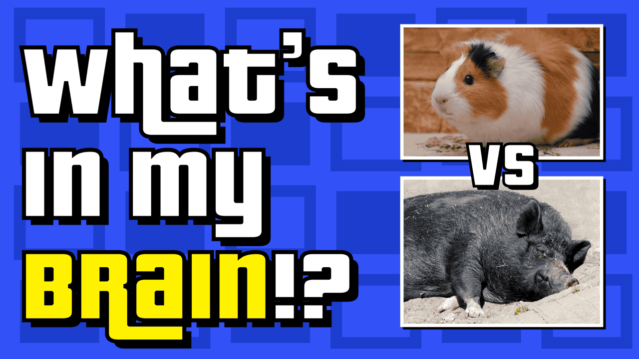Whats In My Brain