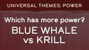Power – Blue Whale vs Krill
