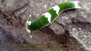 Horned Caterpillar