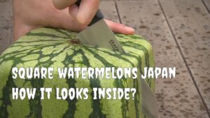 cube-shaped watermelons