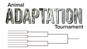Animal Adaptations tournament