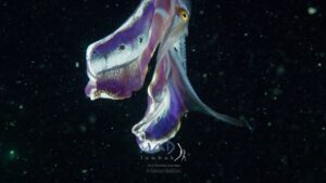 Blanket Octopus unfurl its colorful skin