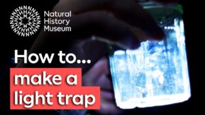 explains how you can use “light trapping” to catch all kinds