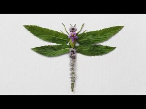 Insects Made From Plant Clippings