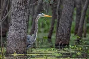 the “Bird Behavior” category
