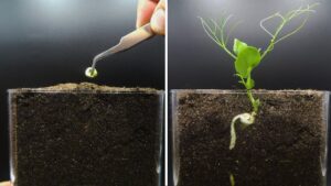 watch a seed grow into a plant