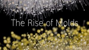 Watch how four different molds grow