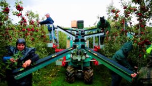 Apple Harvesting Machine