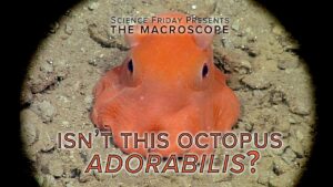 Adorabilis: The Cutest Octopus