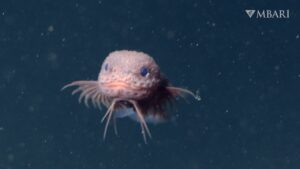Deep-Sea Snailfish Discovery
