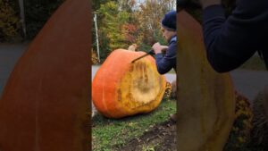 inside your 704lb pumpkin