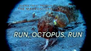 Octopus Walks on Two Tentacles