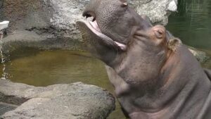Cleaning A Hippo’s Teeth