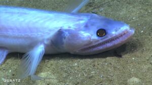 Deep Ocean Creatures Without Names