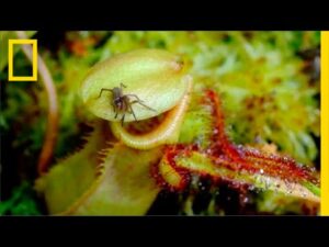 Carnivorous Plants in Time Lapse