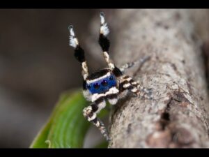 Peacock Spider Dance