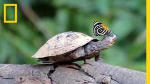 Butterflies Drinking Turtle Tears