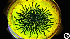 Ferrofluid: A Magnetized Liquid