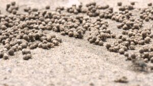 Sand Bubbler Crabs