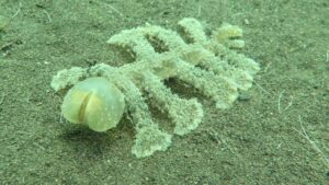 A Predator Sea Slug Eats Dinner