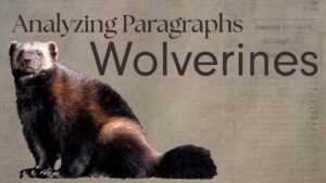 Analyze Paragraphs: Wolverines