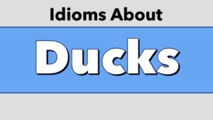 Idioms About Ducks
