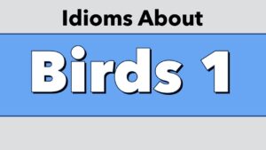 Idioms About Birds 1