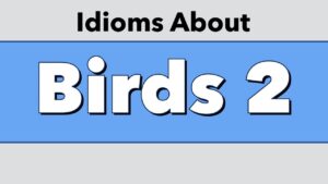 Idioms About Birds 2